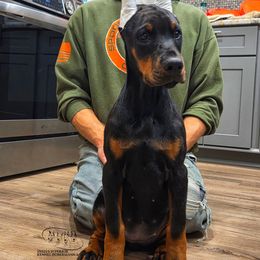 Iris - Black and rust female Doberman Pinscher puppy in China Township, Michigan from Snell's Superior Kennel Dobermann & GSP