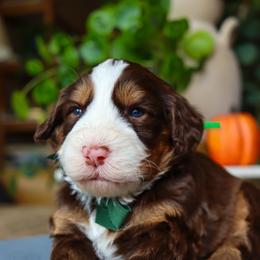Hugo Poe - Phantom male Bernedoodle puppy in Salado, Texas from Red Ranch Dogs