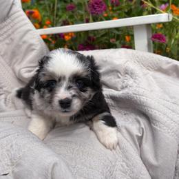 Spark - Blue merle female Toy Australian Shepherd puppy in Quincy, Michigan from Ivy Meadows and Friends