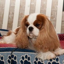 Cavalier King Charles Spaniel Puppies from Castlemar Cavaliers