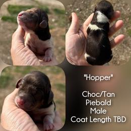 Hopper - Piebald male Dachshund puppy in London, Kentucky from Steele Half Acre Homestead