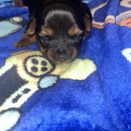 Perdita - Black and tan female Yorkipoo puppy in Gastonia, North Carolina from Dynasty Kennel
