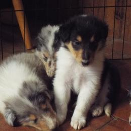 Collie puppies from Red Canyon