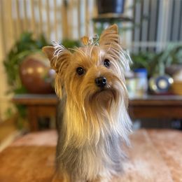 Eevie - Yorkshire Terrier