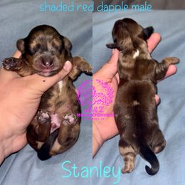 Stanley - Dapple male Dachshund puppy in Hornbeck, Louisiana from A&Z Mini Dachshunds