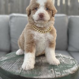 PARKER - Red male Bernedoodle puppy in Corpus Christi, Texas from The Henke Doodles