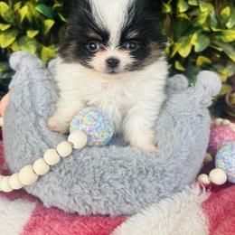 Keebler - Black and tan parti male Pomeranian puppy in Buck Valley, Pennsylvania from Buck Valley Pomeranians