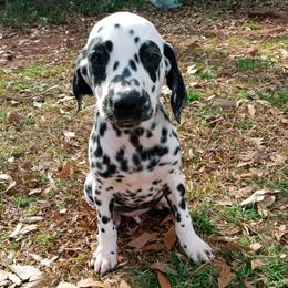 Dalmatian and Poodle Puppies from Cotton Top