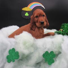 Irish Setter Puppies from Lakeside Irish Setters