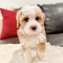 Socks (Pink) - female Golden Mountain Doodle puppy in Twin Falls, Idaho from Magic Valley Family Doodles