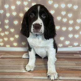 Copper - English Springer Spaniel puppy in Pine Island, Minnesota from Country Breeze Springer Spaniels