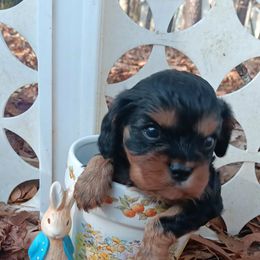 Ralph - Black and tan male Cavalier King Charles Spaniel puppy in Villa Rica, Georgia from Georgia Alabama Cavaliers