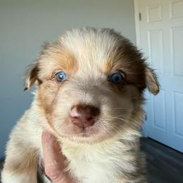 Scarlett - Red merle female Australian Shepherd puppy in Ellensburg, Washington from Creekside Aussies