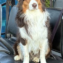 Hank - Australian Shepherd