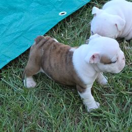 Bulldog Puppies from Chief Bulldogs