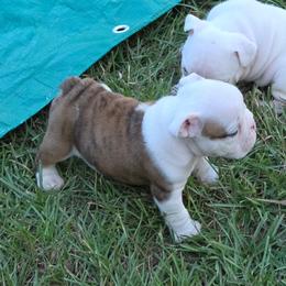 Bulldog Puppies from Chief Bulldogs