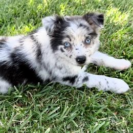 Philly - Blue merle female Miniature Australian Shepherd puppy in California from Eagle River Aussies