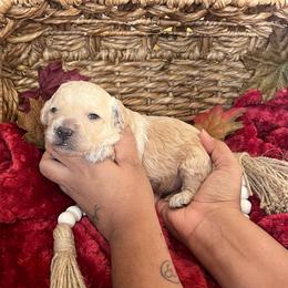 Runaround Sue - Cream male Poodle puppy in Hemet, California from Vallevistadoodles