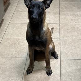 Chive (Lt. Green) - Red sable female Belgian Malinois puppy in Woodway, Texas from New Beginning Belgians
