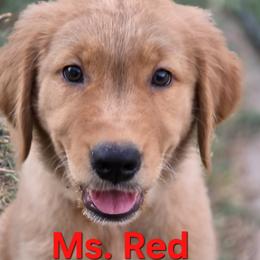 Red Girl - Golden female Golden Retriever puppy in Glendale, Arizona from Sonoran Golden Retrievers