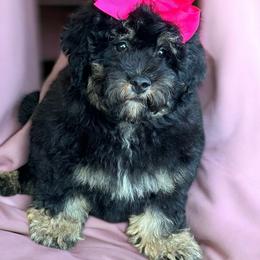 Layla - Goldendoodle