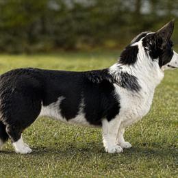 Cardigan Welsh Corgi puppies from Leather & Lace