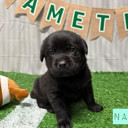 1st pick Black Female - Black female Labrador Retriever puppy in Farmington, Missouri from Granite Creek Kennel