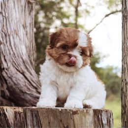 Shih Tzu Puppies from Nelly Kolomiyets