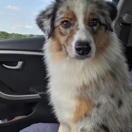 Australian Shepherds from Ronin Aussies