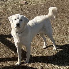 Girl teal collar - Colorado Mountain Dog puppy in Elizabeth, Colorado from Blessings Acres Farm