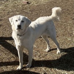 Girl teal collar - Colorado Mountain Dog puppy in Elizabeth, Colorado from Blessings Acres Farm