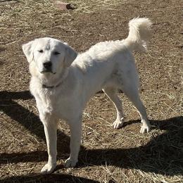 Girl teal collar - Colorado Mountain Dog puppy in Elizabeth, Colorado from Blessings Acres Farm