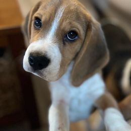 Mac - Black tan and white Beagle puppy in Crawfordville, Indiana from Flatbroke Beagles