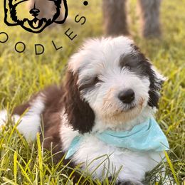 Assorted Doodle Crosses, Bernedoodles, and Sheepadoodles from Rock N Roll Doodles