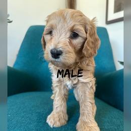 Boy 4 - Apricot male Goldendoodle puppy in Glendale, Arizona from Follow Your Bliss Doodles
