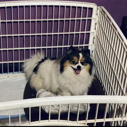 Cinnamon - Pomeranian
