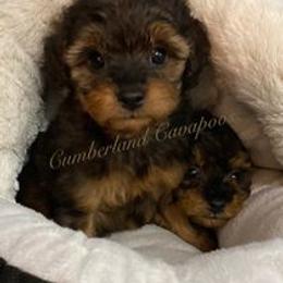 Cavapoo Puppies from Cumberland Cavapoos