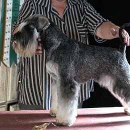 Ronnie - Miniature Schnauzer