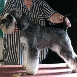 Ronnie - Miniature Schnauzer