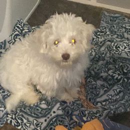 Boy 1 - White Havapoo puppy in Tropic, Utah from Lady Paws-Kara