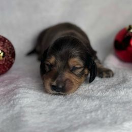 Cupid - Cream male Dachshund puppy in Kingman, Arizona from Diddle Bros Dachshunds