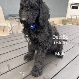 Deebo - Black Poodle puppy in Riverton, Utah from Stormy Skye Poodles
