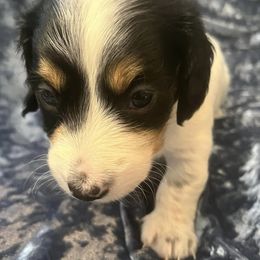 Dachshunds from Wiener Dynasty ENC