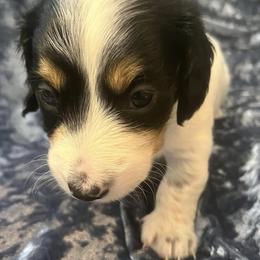 Dachshunds from Wiener Dynasty ENC