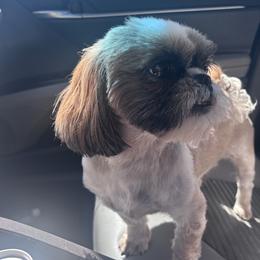 Ivonna - Tricolor female Shih Tzu puppy in Avondale, Arizona from Riley Family Shih Tzus