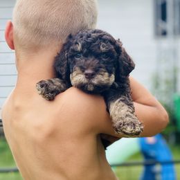 Lagotto Romagnolo Puppies from Michigan Lagotto