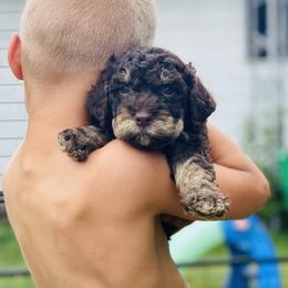 Lagotto Romagnolo Puppies from Michigan Lagotto