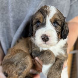 Louie - male Australian Mountain Doodle puppy in Chattanooga, Tennessee from River City Doodles TN