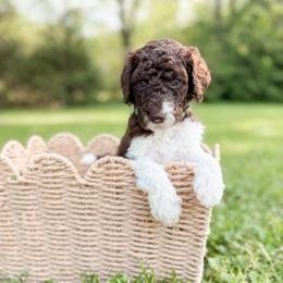 Fudge - Parti male Goldendoodle puppy in Ooltewah, Tennessee from Allison Family Doodles