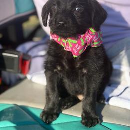 Bruno Mar - Black male Labradoodle puppy in Georgetown, South Carolina from Muddy Bay Kennels